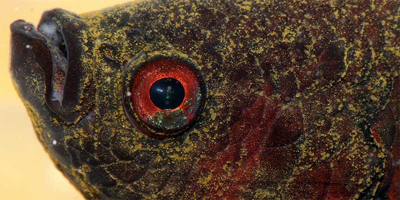 Betta Fish Red Spots On Head