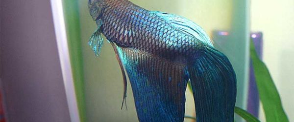 swim bladder disease