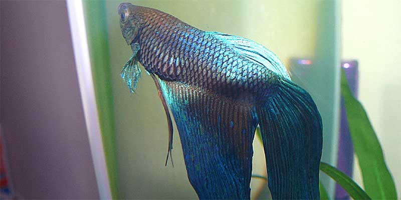 Betta fish outlet floating