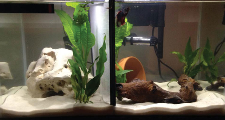 Divided Betta Tank Bettafish Org