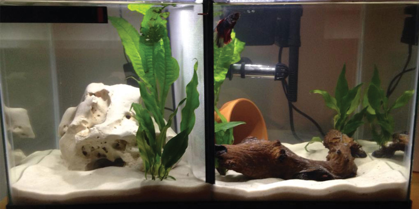 multiple betta fish tank