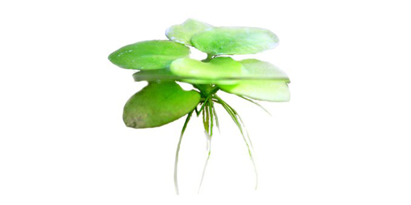 Live Amazon Frogbit Plant