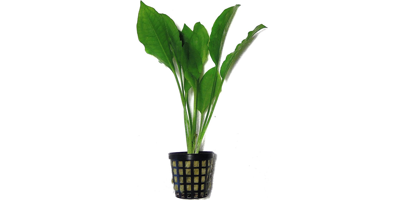 Betta fish bowl hotsell with plant on top