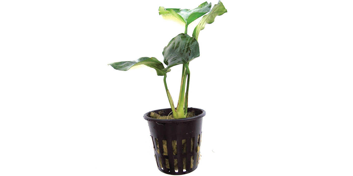 Live Anubias Plant