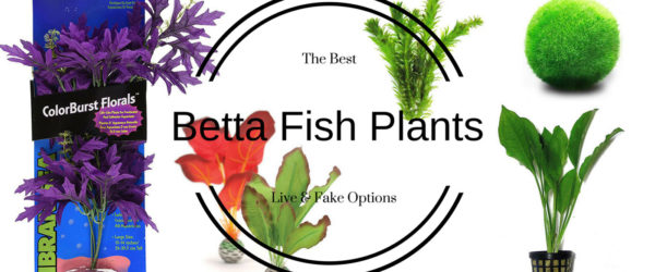 Betta Fish Plants