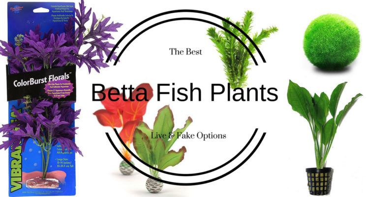 Betta Fish Plants Best Live And Fake Options Bettafish Org