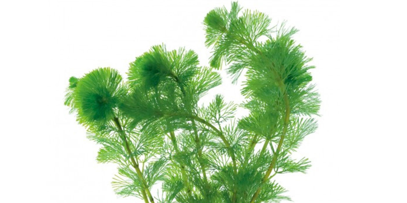 Live Hornwort Plant