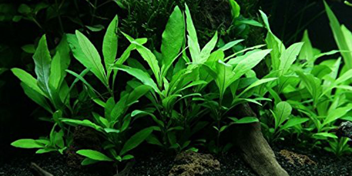 Live Hygrophila Plant