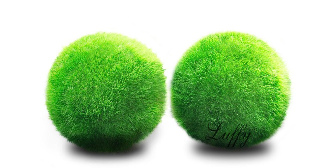 Live Marimo Moss Ball