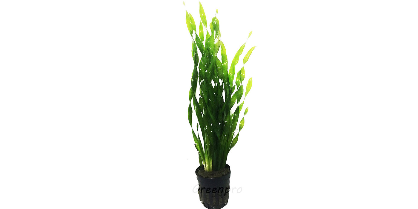 Live Vallisneria Plant