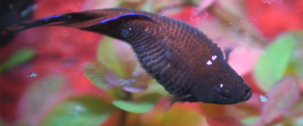 Betta Fish Dropsy