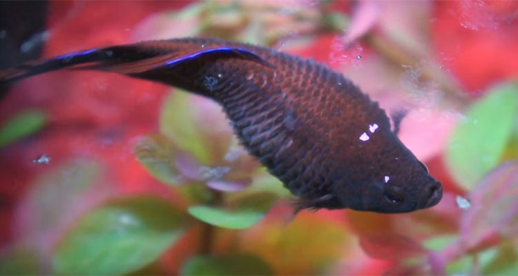 sick betta fish dropsy