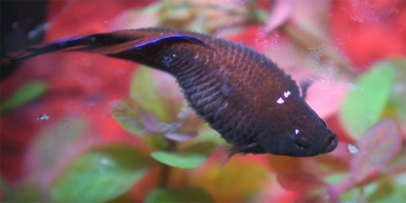 Betta Fish Dropsy