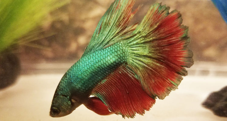 Betta Fin Rot Stages - BETTAKUS