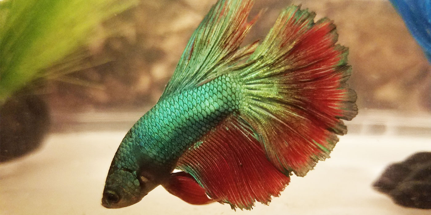 Betta Fish Fin Rot Symptoms Causes Treatment Bettafish Org,Cooking Spare Ribs In The Oven