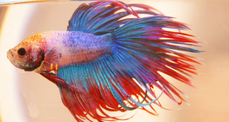 Betta Fish Species Chart