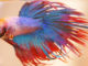 10 Safe Betta Fish Tank Mates & Companions | Bettafish.org