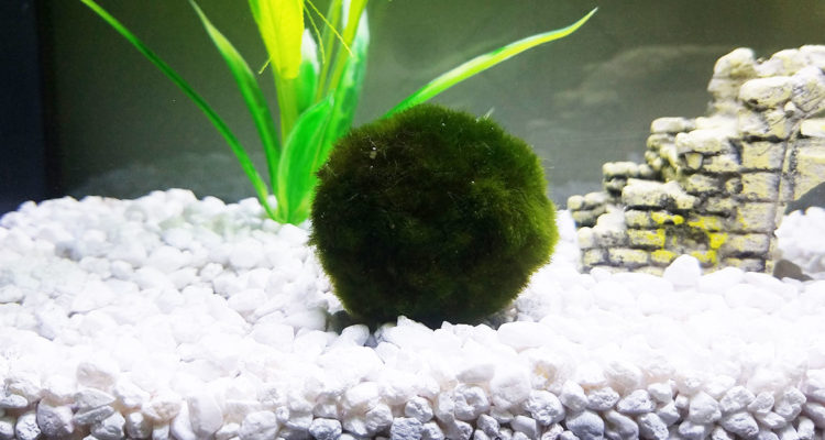  Marimo Moss Ball