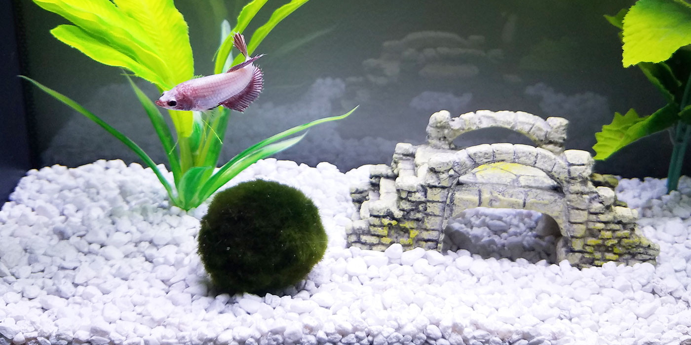 1 x Marimo Moss Ball Cladophora Live Aquarium Plant Fish Tank Betta Sea Triops 