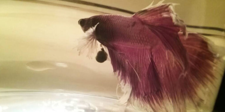 Do Betta Fish Poop? - Betta Fish Huge Poop 768x384