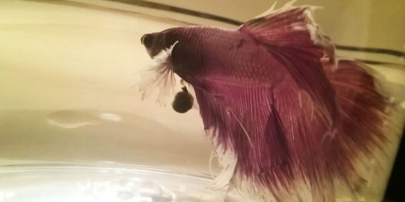 Do Betta Fish Poop? - Bettafish.org