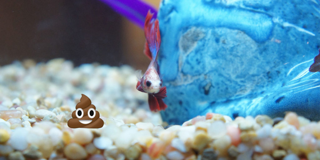 10 Safe Betta Fish Tank Mates & Companions