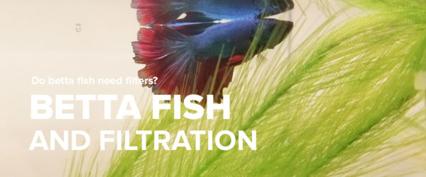 Do Betta Fish Need A Filter?