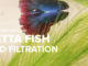 10 Safe Betta Fish Tank Mates & Companions | Bettafish.org