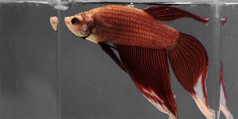 fighting fish diet