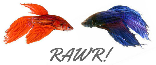 Male betta fish facing each other with the words rawr written