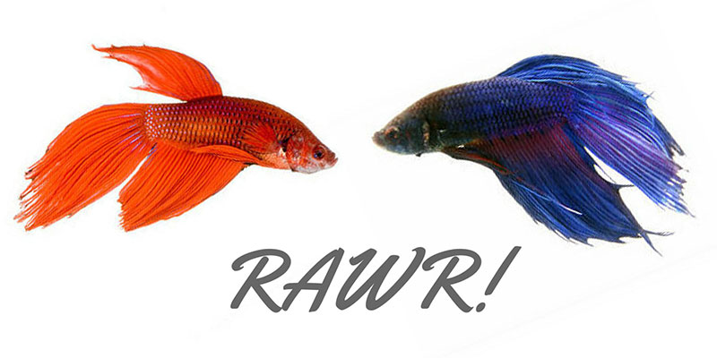 Male betta fish facing each other with the words rawr written