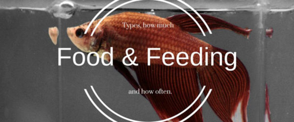 Betta Fish Food and Feeding