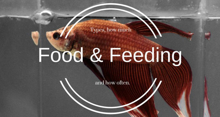 Betta Fish Feeding Chart