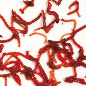 download frozen blood worms for fish