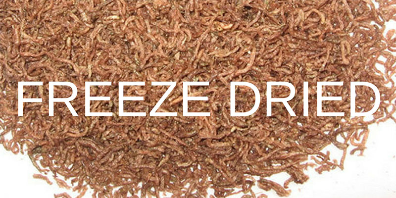 Dried shrimp for betta hot sale fish