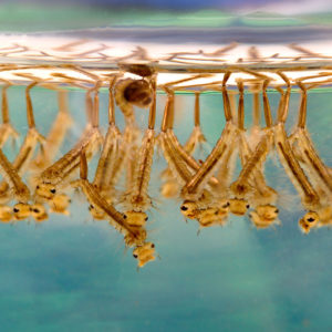 Mosquito Larvae