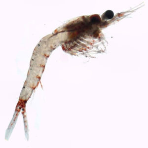 Mysis Shrimp