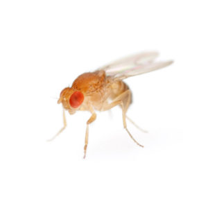 Wingless Flightless Fruit Fly