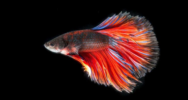 betta fish information