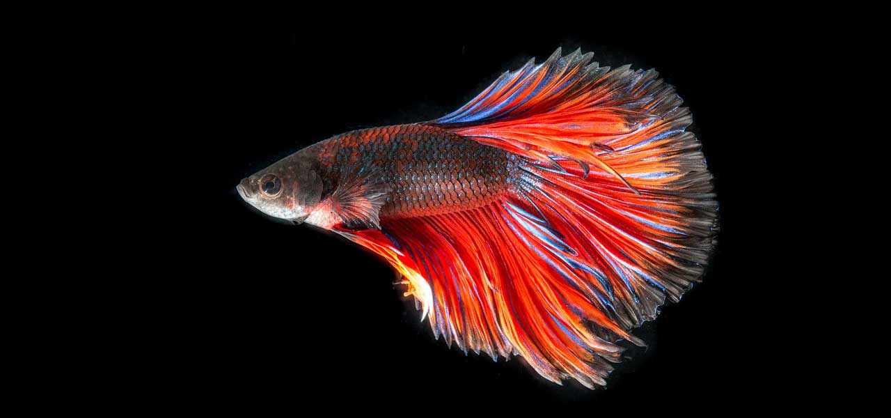 Colorful betta fish on black background