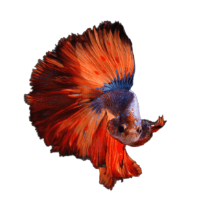 Colorful betta fish flaring towards you