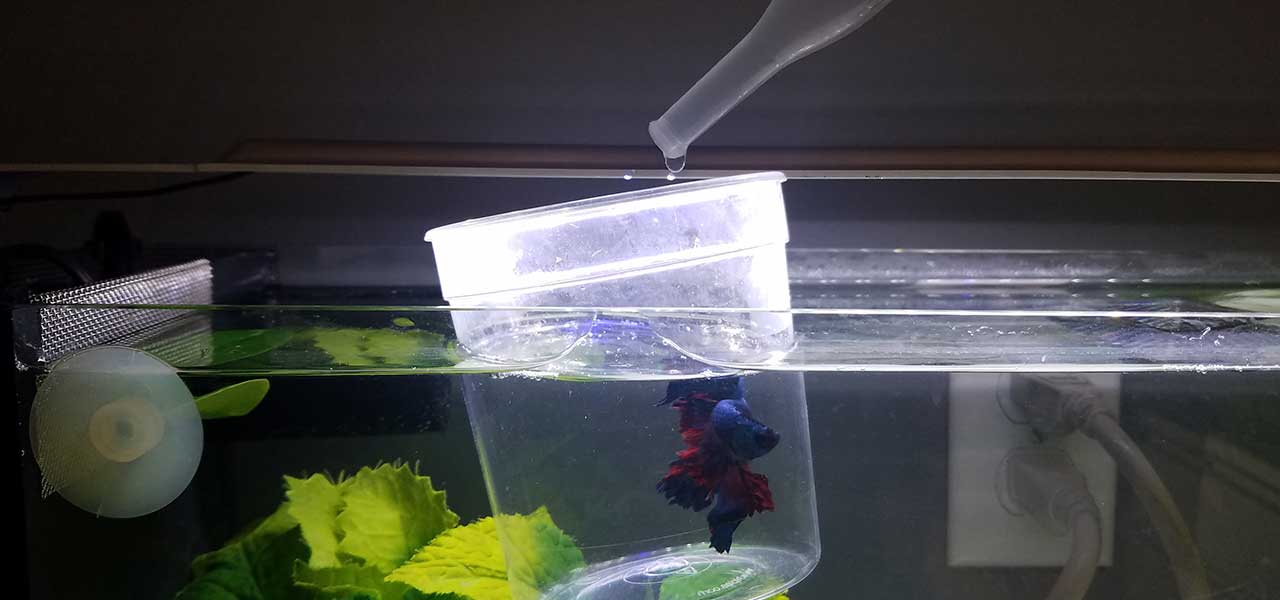 Betta fish floating in a cup and being acclimated to a new tank